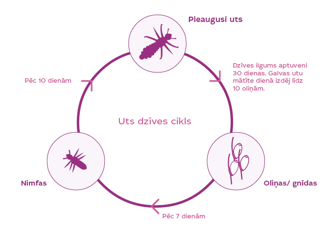 louselifecycle